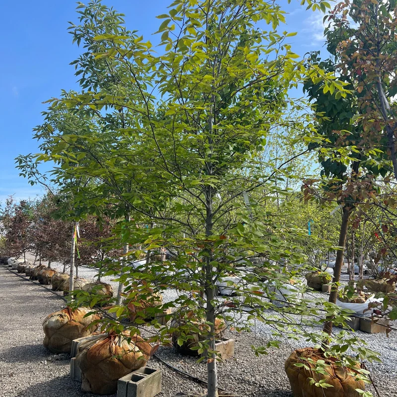 alsipnursery23468333