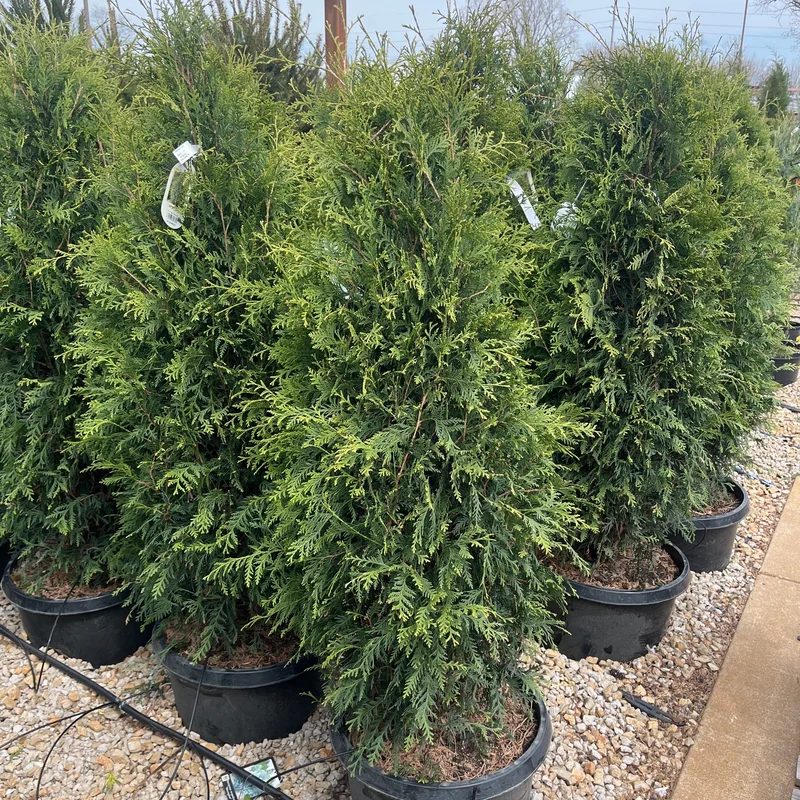 alsipnursery23468375