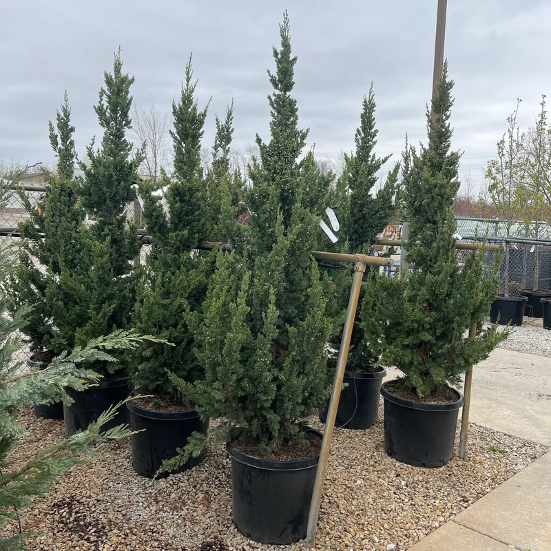 alsipnursery23468443