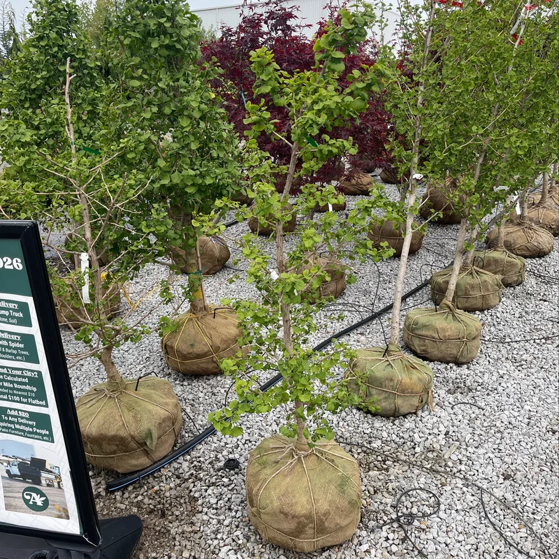 alsipnursery23468512