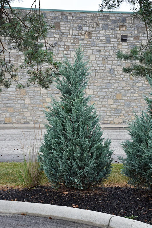 alsipnursery23468802