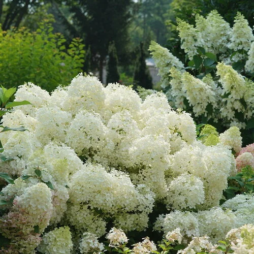 alsipnursery23468853