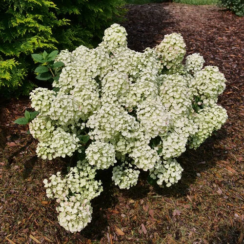 alsipnursery23468995