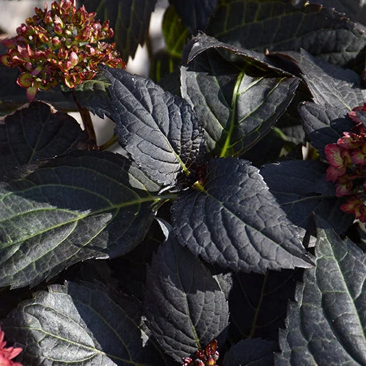alsipnursery23469378