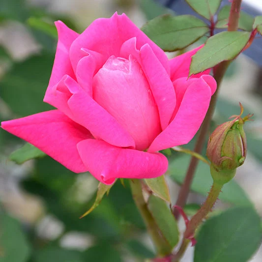 alsipnursery23469448