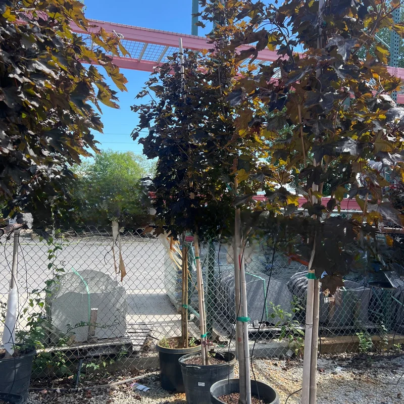 alsipnursery23469812
