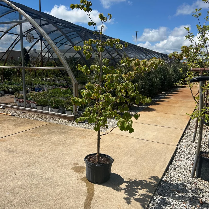 alsipnursery23469990
