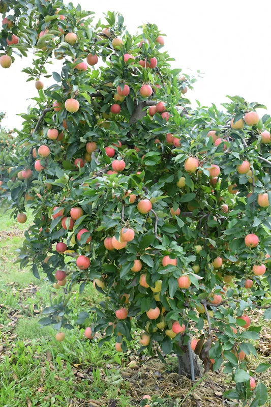 alsipnursery23470010