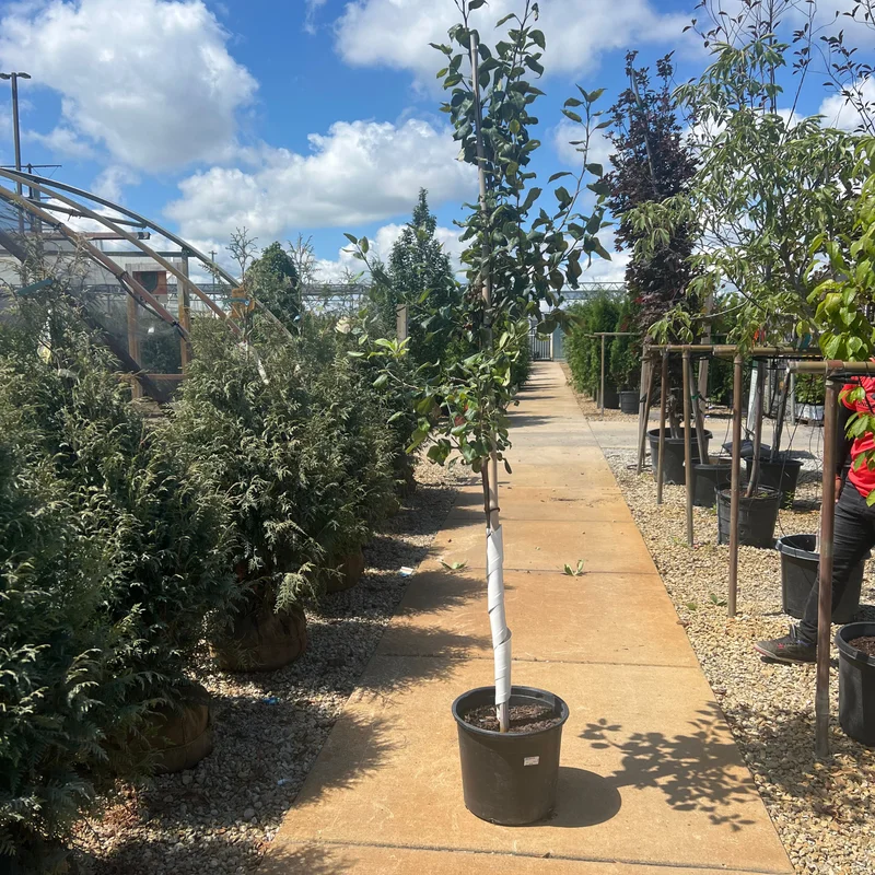 alsipnursery23470033