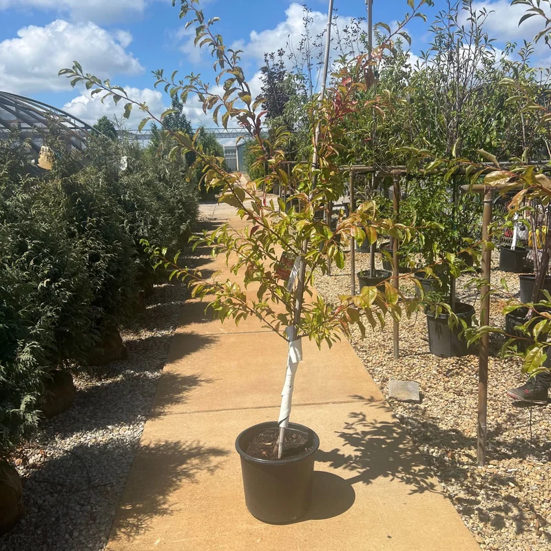 alsipnursery23470057