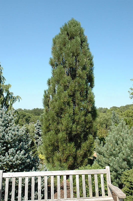 alsipnursery23470138