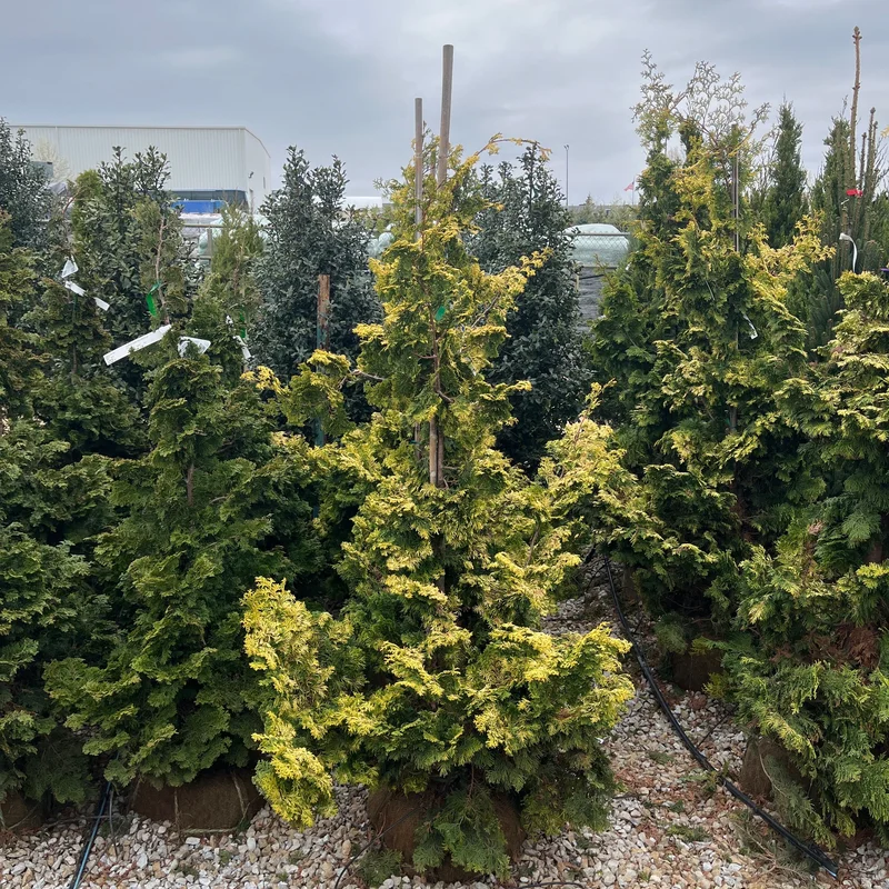 alsipnursery23470152
