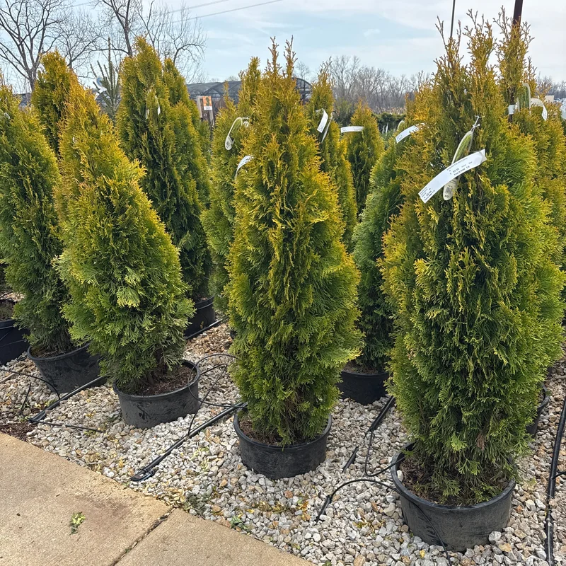 alsipnursery23470166
