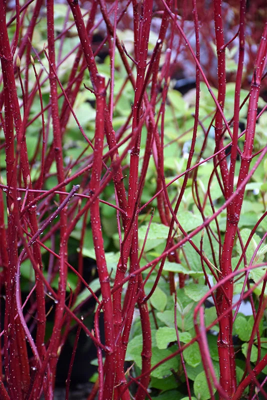 alsipnursery23470329