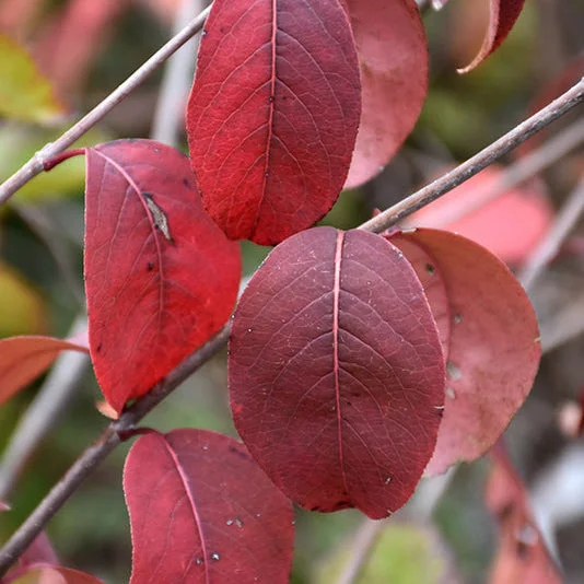 alsipnursery23470363
