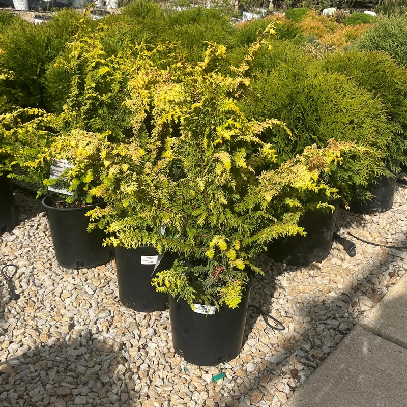 alsipnursery23470382