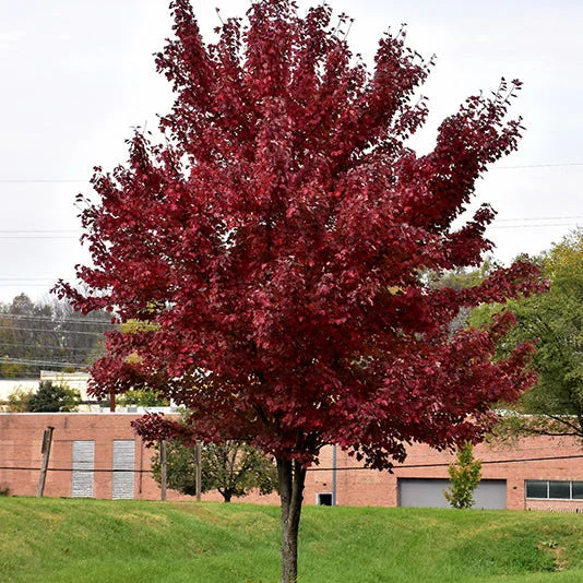 alsipnursery23471438