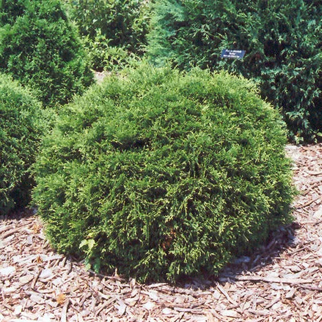 alsipnursery23471463
