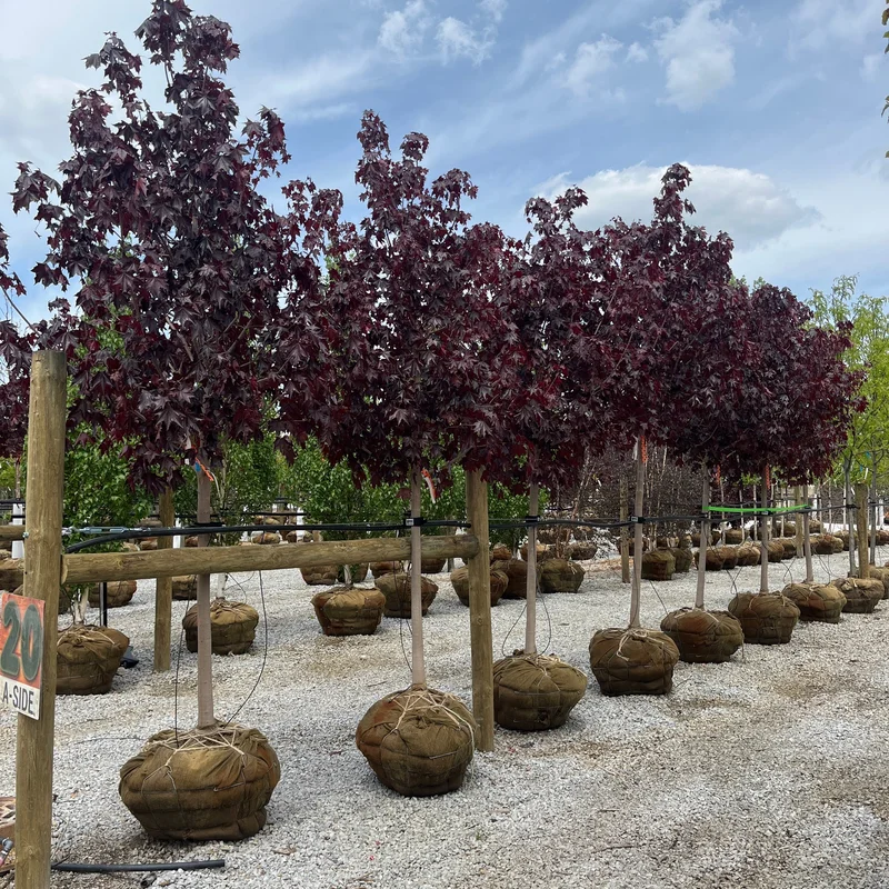 alsipnursery23471507