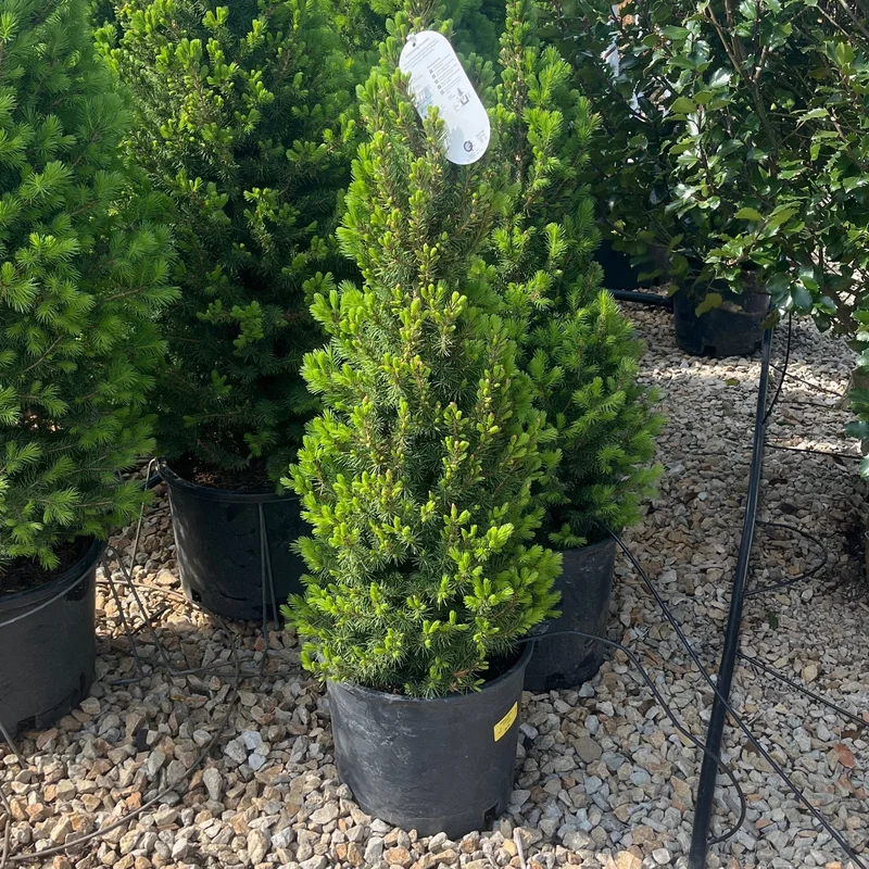alsipnursery23471527