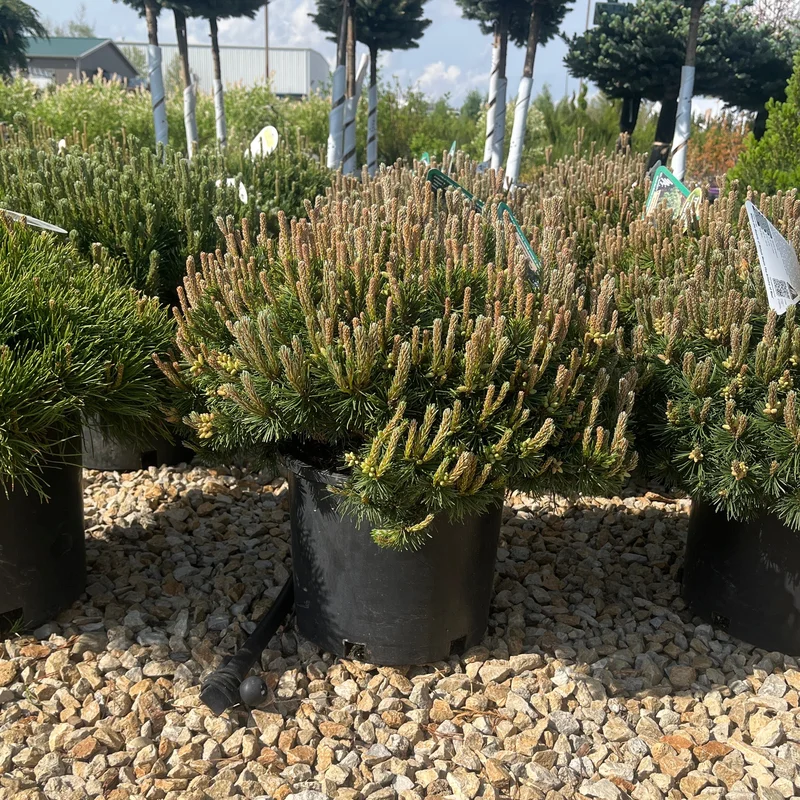 alsipnursery23471538