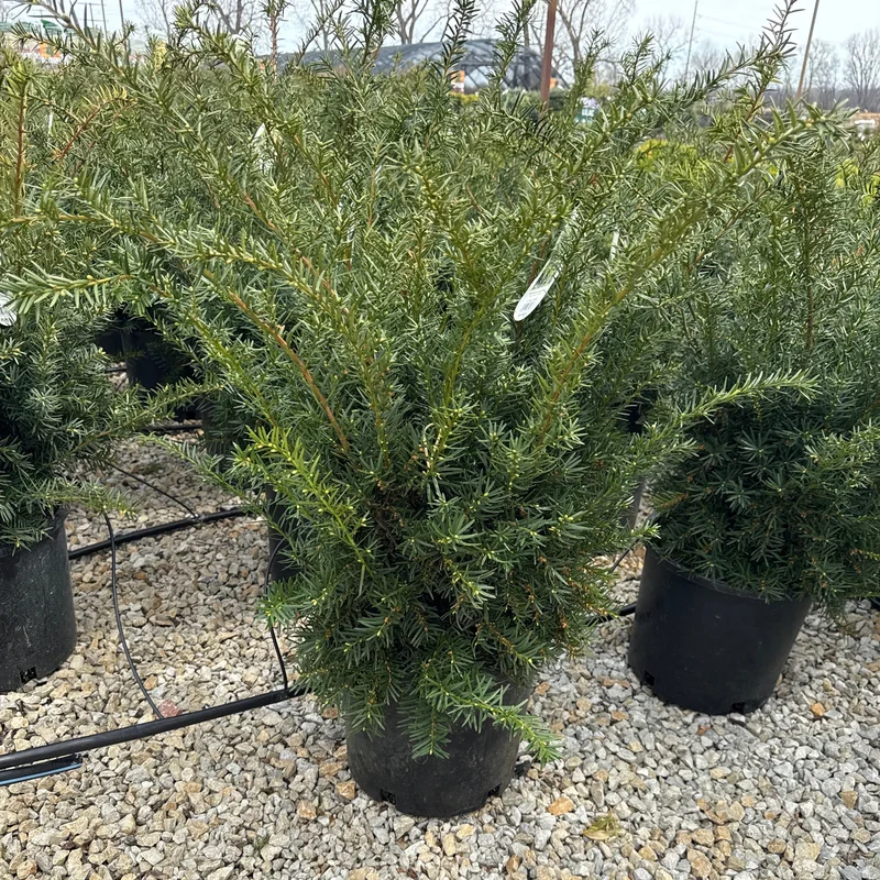 alsipnursery23471592