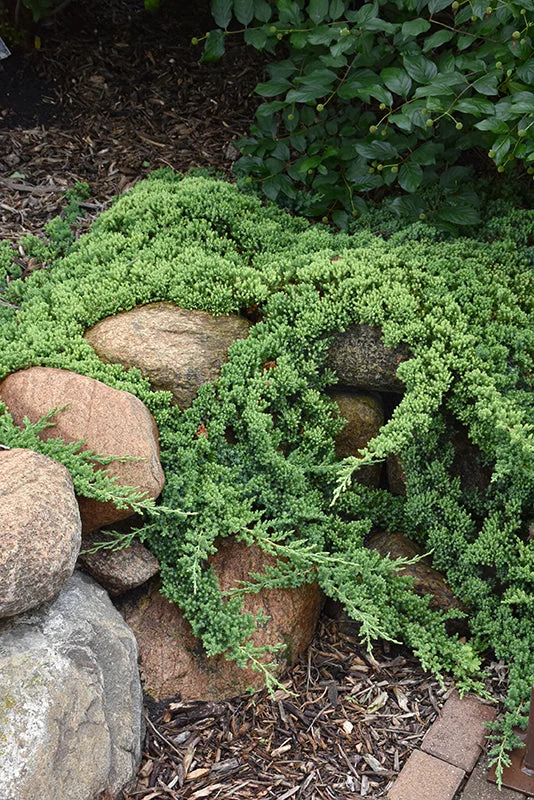 alsipnursery23471607