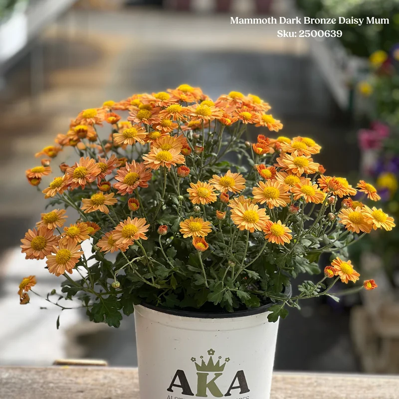 alsipnursery23471635