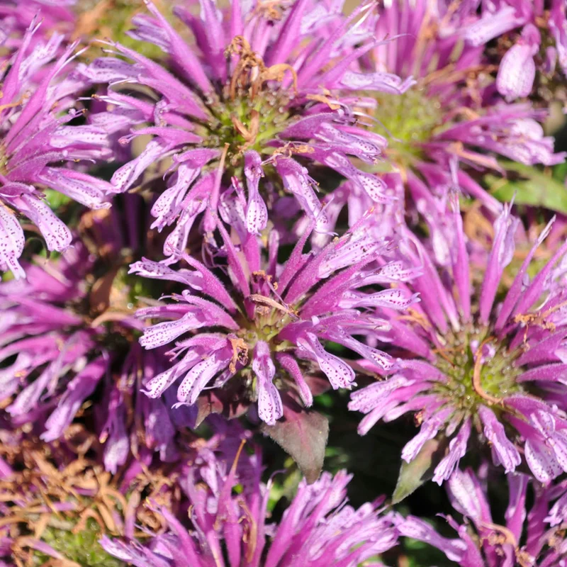 alsipnursery23471791