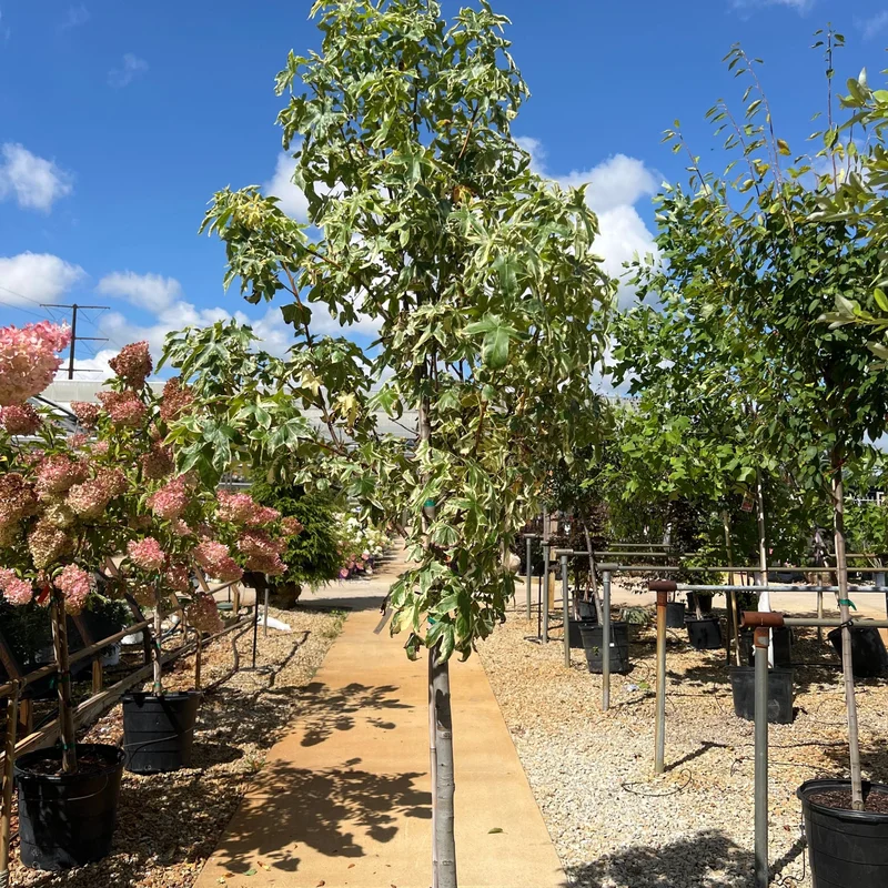 alsipnursery23471827