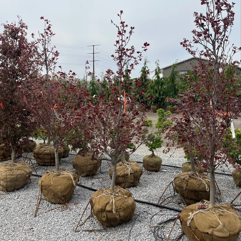 alsipnursery23471890