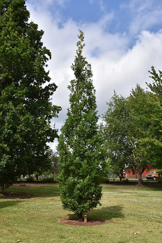 alsipnursery23471911