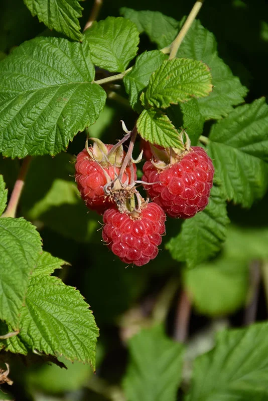 alsipnursery23471934