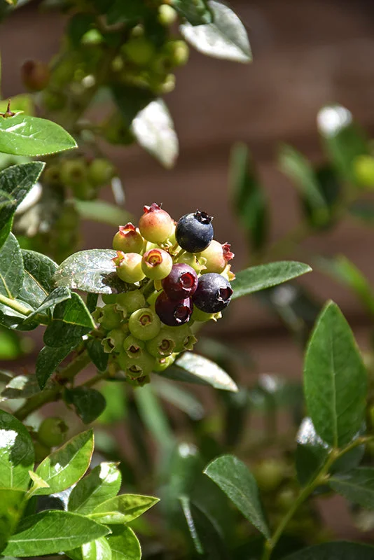 alsipnursery23471950