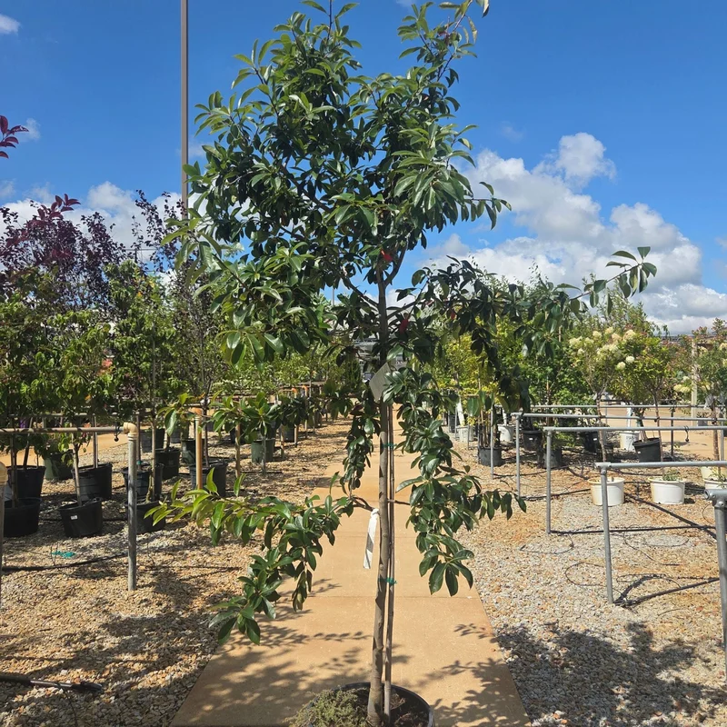 alsipnursery23472137