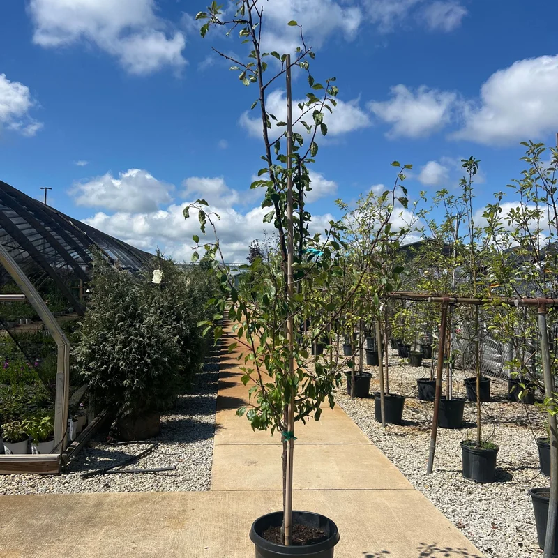 alsipnursery23472154