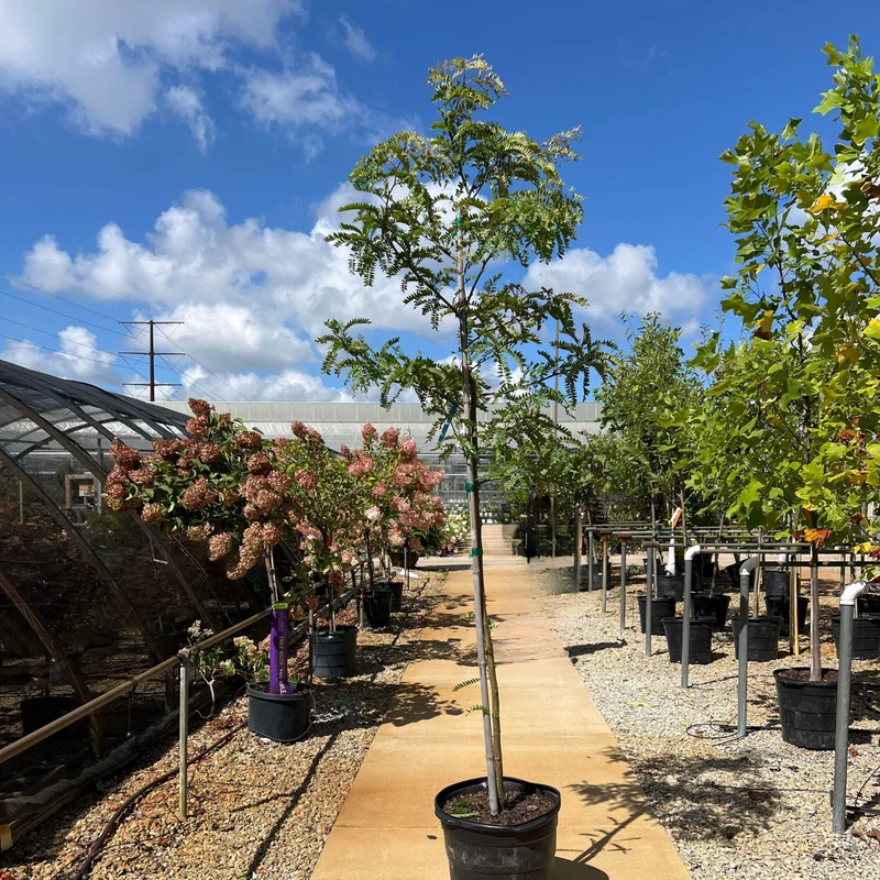 alsipnursery23472172