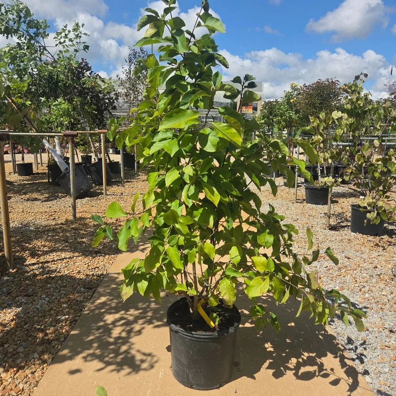 alsipnursery23472181