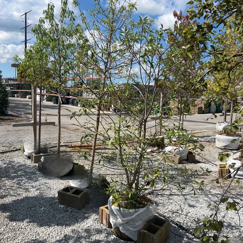 alsipnursery23472211