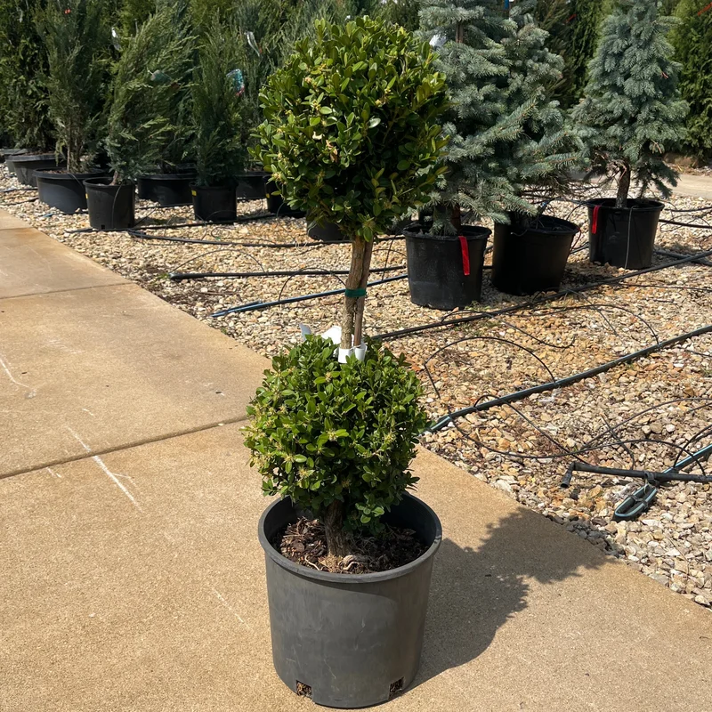 alsipnursery23472244