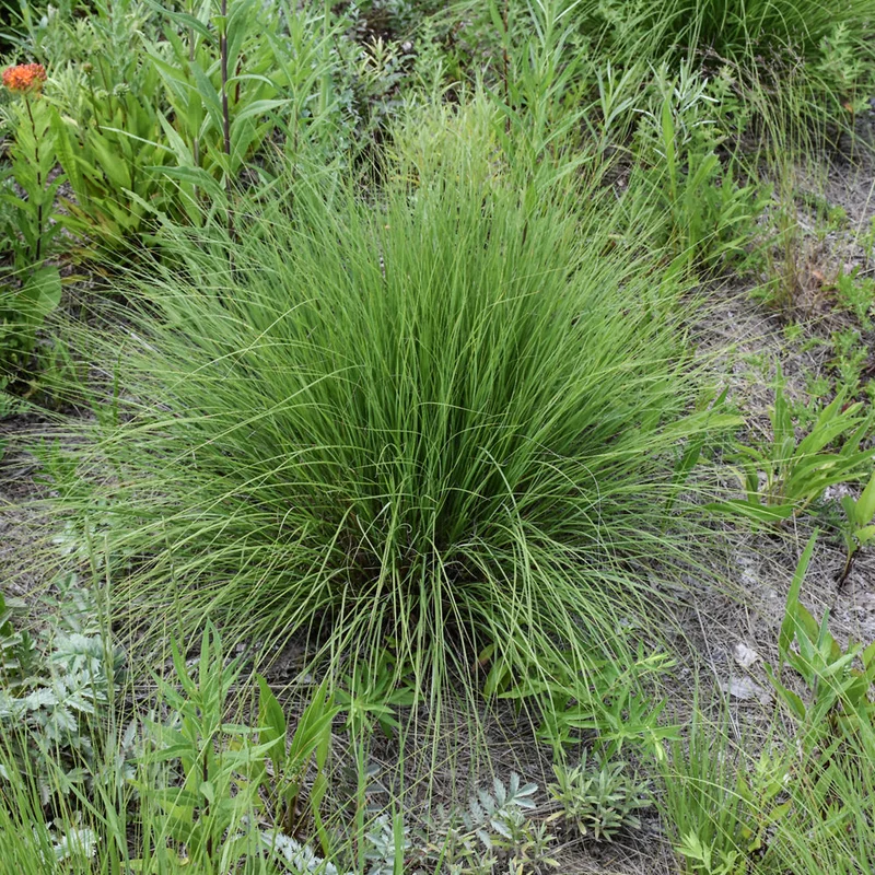 alsipnursery23472309