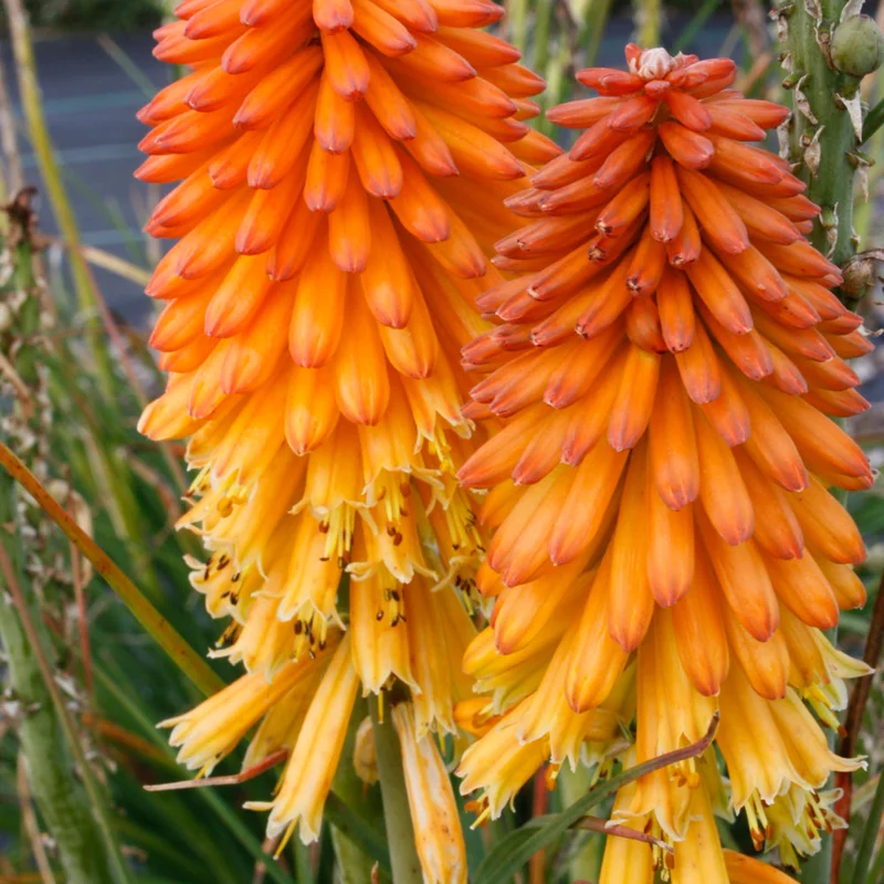 alsipnursery23472342