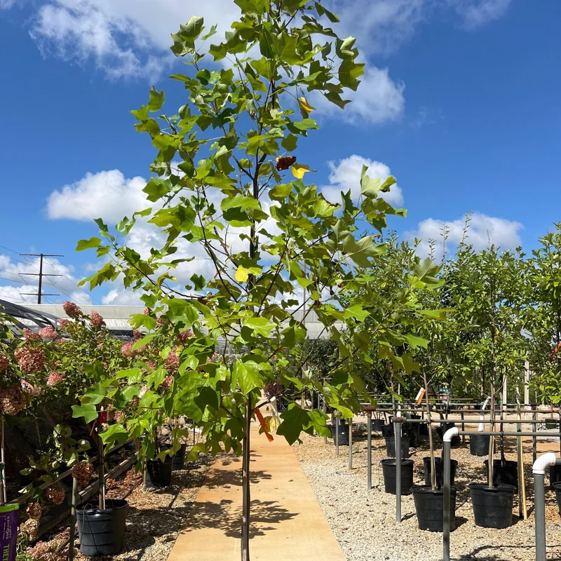 alsipnursery23472731