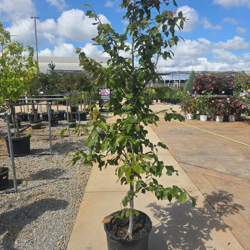 alsipnursery23472751