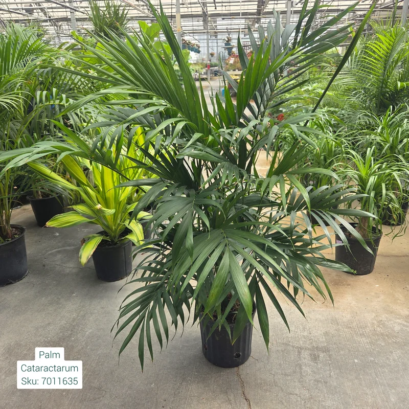 alsipnursery23472772