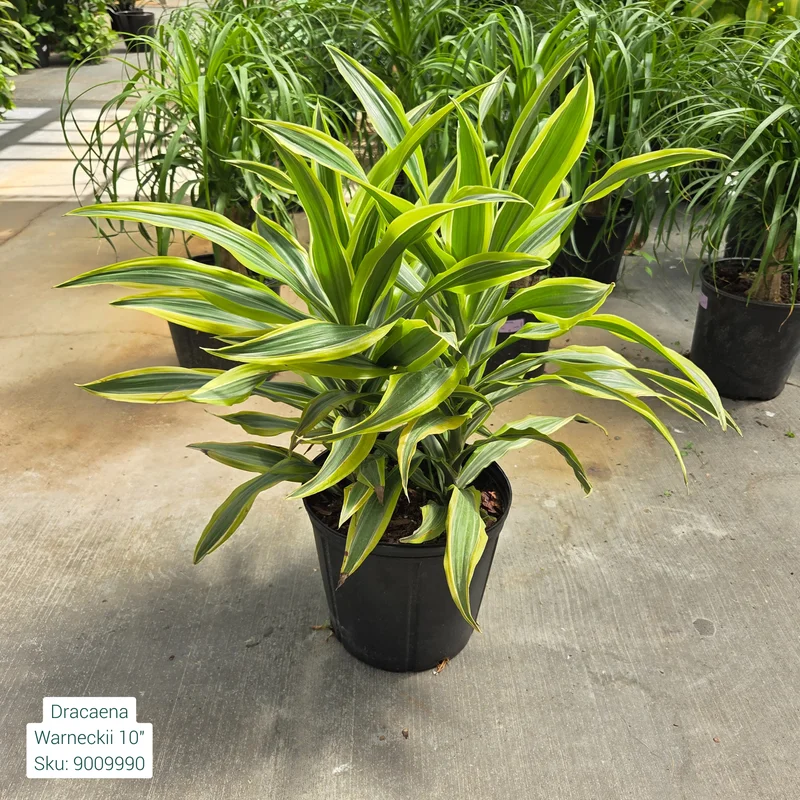 alsipnursery23472811