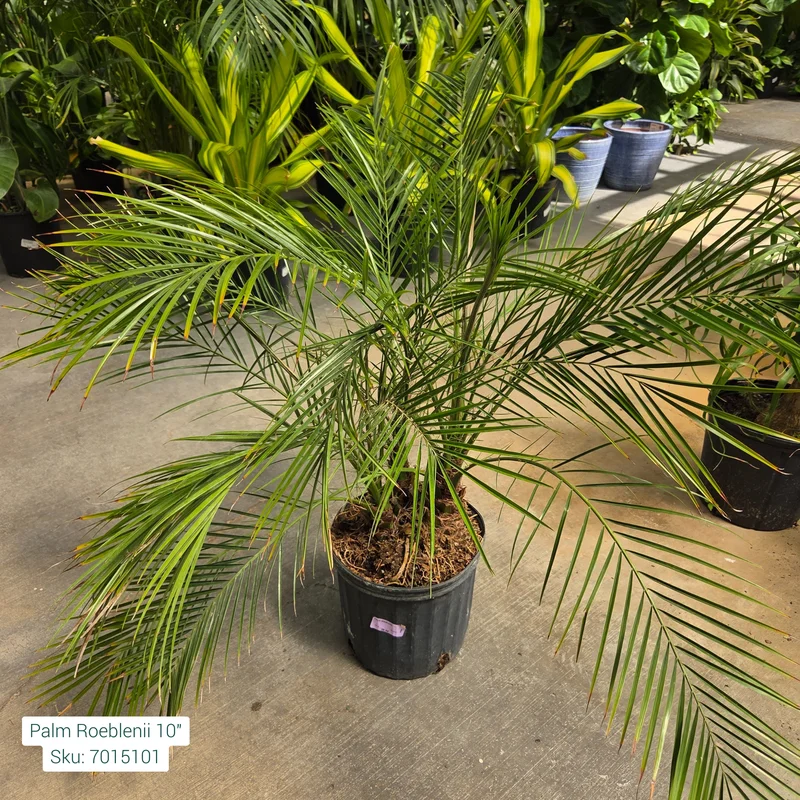 alsipnursery23472822
