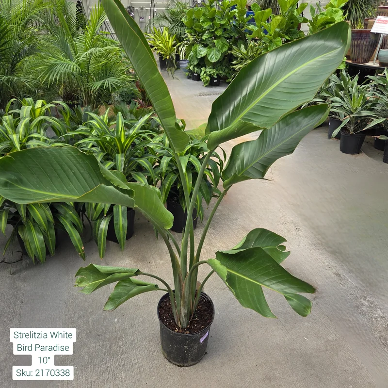 alsipnursery23472837