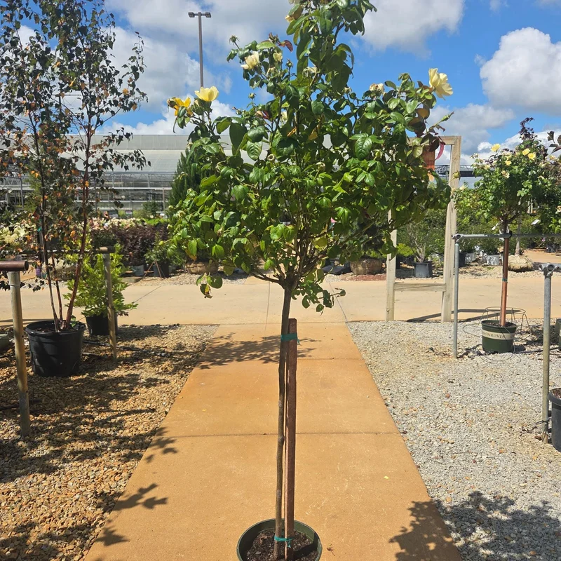 alsipnursery23472859