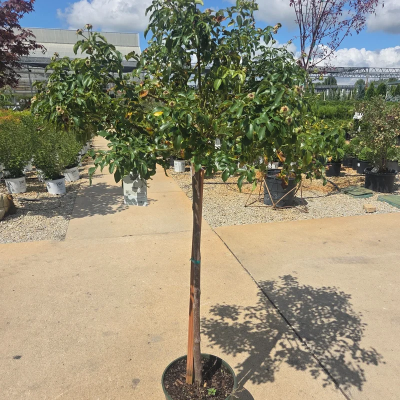 alsipnursery23472868